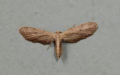 Euacidalia brownsvillea