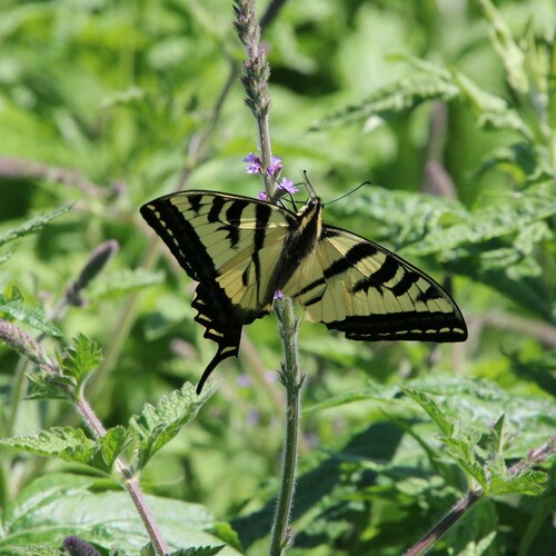iNaturalist observation photo of Western Tiger Swallowtail