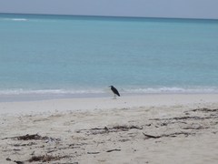Egretta sacra albolineata