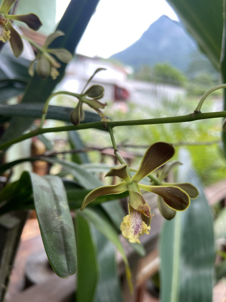 Encyclia ionosma (Lindl.) Schltr.