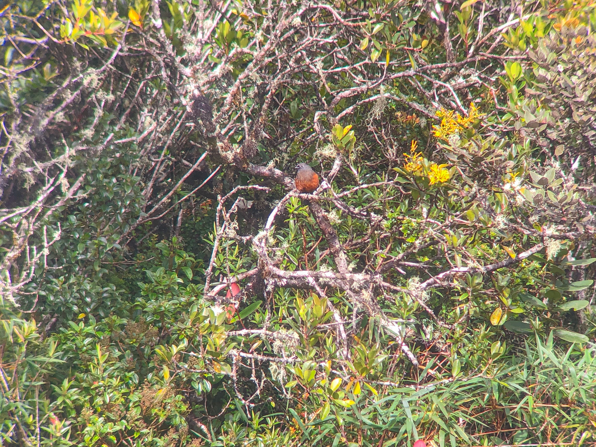 Doliornis remseni image