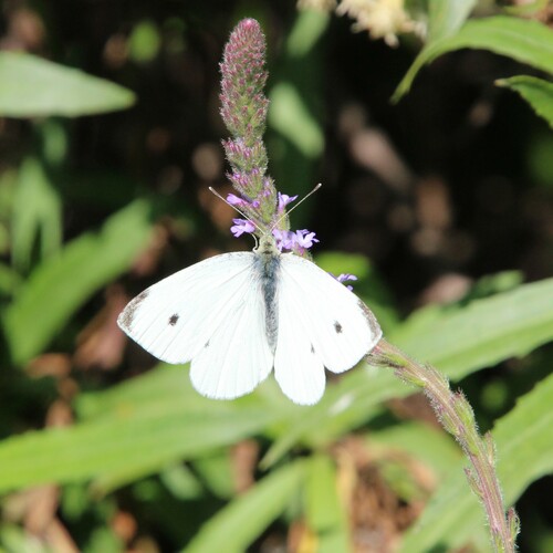 iNaturalist observation photo of Small White