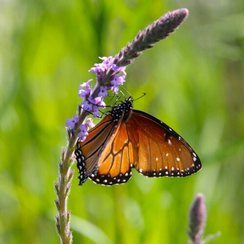 iNaturalist observation photo of Queen