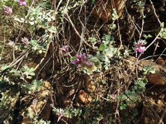 Indigofera mauritanica