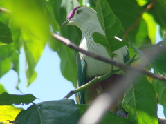 Ptilinopus porphyraceus