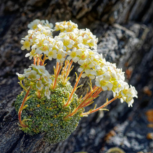 Saxifraga valdensis, photograph 4