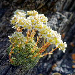 Saxifraga valdensis, photograph (c) Thierry Arbault, some rights reserved (CC BY)