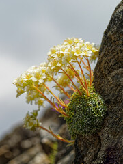 Saxifraga valdensis, photograph (c) Thierry Arbault, some rights reserved (CC BY)