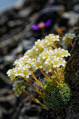 Saxifraga valdensis, photograph (c) Thierry Arbault, some rights reserved (CC BY)