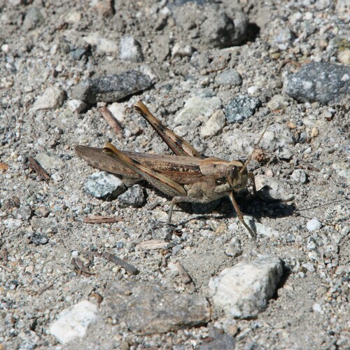 iNaturalist observation photo of Gray Bird Grasshopper