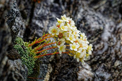 Saxifraga valdensis, photograph (c) Thierry Arbault, some rights reserved (CC BY)