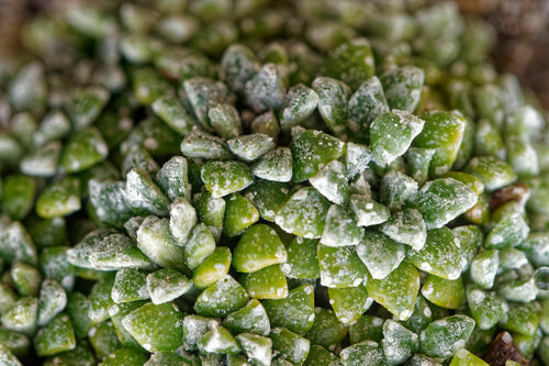 Saxifraga valdensis, photograph 3