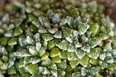 Saxifraga valdensis, photograph (c) Thierry Arbault, some rights reserved (CC BY)