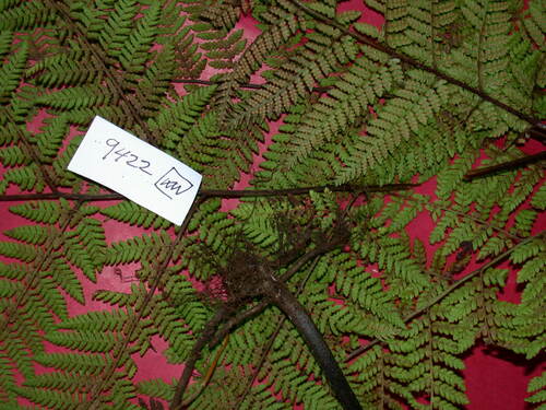 Hypolepis tenuifolia iNat (3)