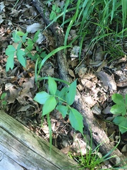 Toxicodendron radicans negundo