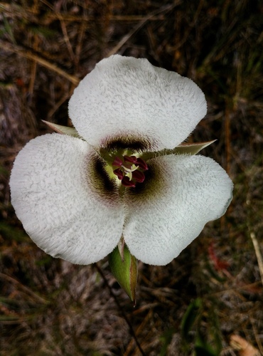 Image of Calochortus howellii by (c) Judi Sanders, some rights reserved (CC BY)
