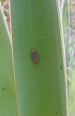 Oncometopia hamiltoni