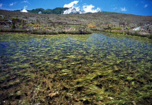 Isoetes hawaiiensis