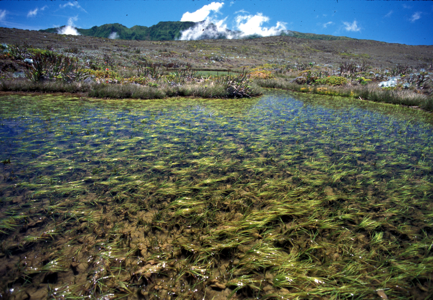 Isoetes hawaiiensis
