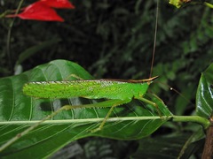 Melanophoxus brunneri