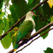Crimson-crowned Fruit Dove - Photo (c) tavita_togia2016, some rights reserved (CC BY-NC), uploaded by tavita_togia2016