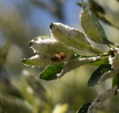 Apis mellifera