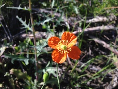 Papaver californicum