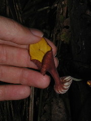 Aristolochia peruviana