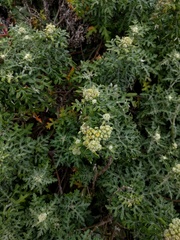 Eriophyllum staechadifolium