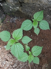Urtica membranacea