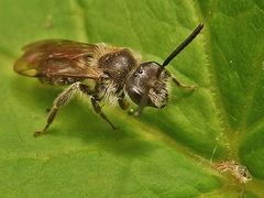 Andrena dorsata