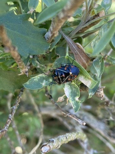 iNaturalist observation photo of Harlequin Bug