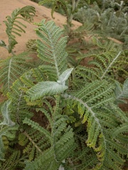 Tanacetum bipinnatum