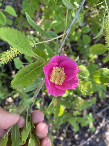 iNaturalist observation photo of California Wild Rose