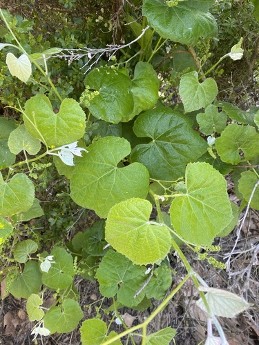 iNaturalist observation photo of desert wild grape