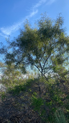 iNaturalist observation photo of african sumac
