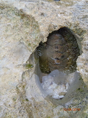 Acanthopleura gemmata