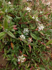Polygonum paronychia