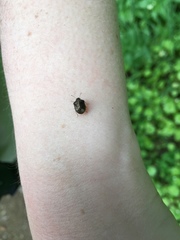 Cosmopepla intergressa