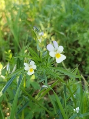 Viola arvensis