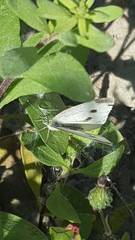 Pieris rapae rapae