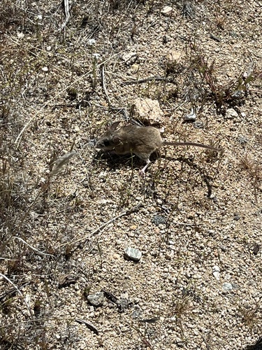 iNaturalist observation photo of North American Mice and Rats