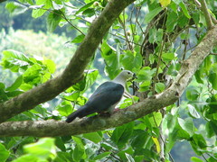 Ducula pacifica