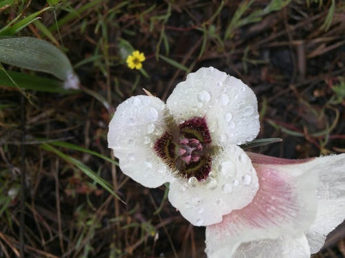Image of Calochortus umpquaensis by (c) Judi Sanders, some rights reserved (CC BY)
