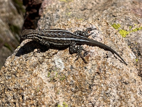 iNaturalist observation photo of Western Side-blotched Lizard