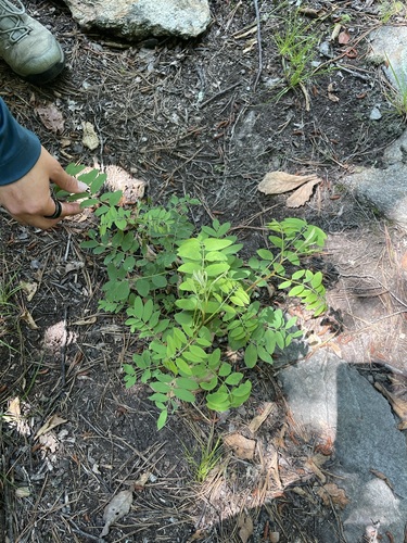 Robinia viscosa var. viscosa