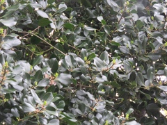 Ilex × altaclerensis