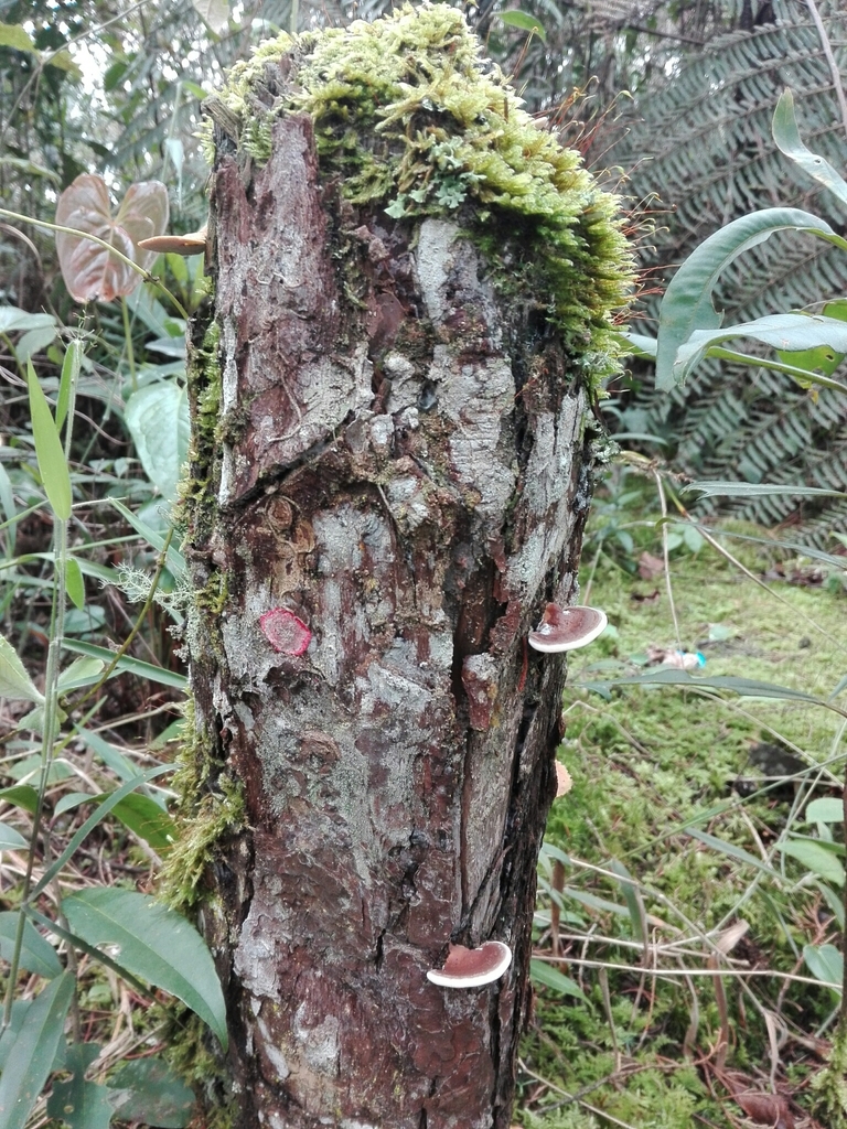 Herpothallon globosum