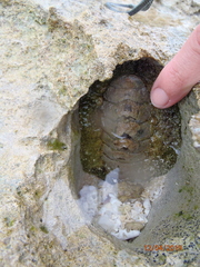 Acanthopleura gemmata