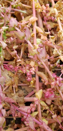Image of Aphanisma blitoides by no rights reserved
